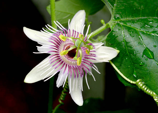 A detailed close-up of a white passionflower, highlighting its intricate petals and vibrant surroundings. This photograph was taken in the natural splendor of Jutland, Denmark, showcasing the region's floral beauty.