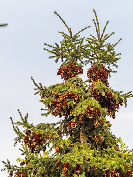 istock Fresh fir branches with green needles and brown cones. 2210326280