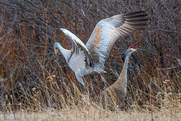 istock Sandhill cranes together dancing during mating season 2210327993