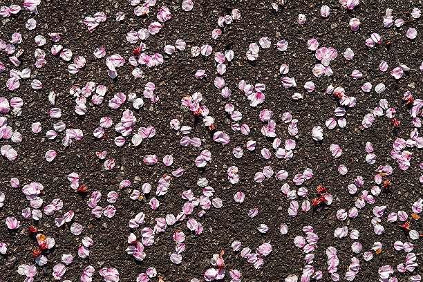 Image of cherry blossom petals falling on the asphalt
