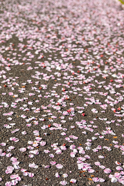 istock Image of cherry blossom petals falling on the asphalt 2210328801