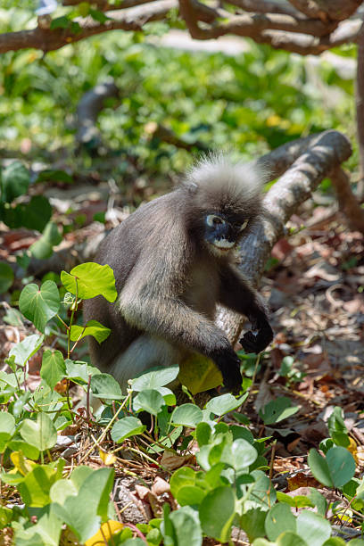 istock A young monkey investigates its surroundings in a vibrant forest rich with greenery. Sunlight filters through leaves, illuminating the curious creature as it moves cautiously among the foliage 2210329000