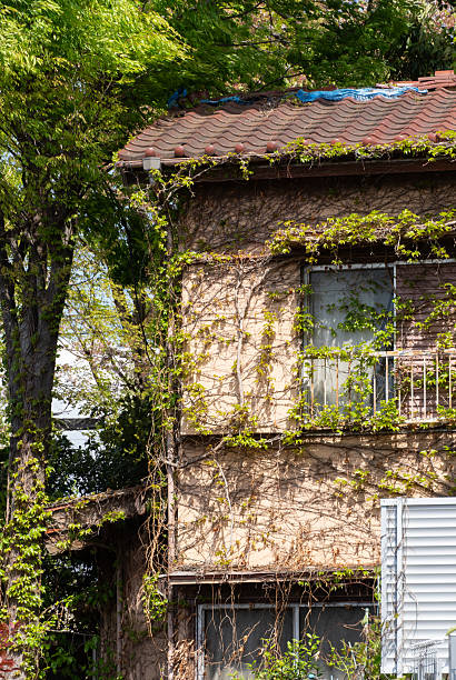 A Scenic View of an Old, Abandoned House Overtaken by Thick Ivy