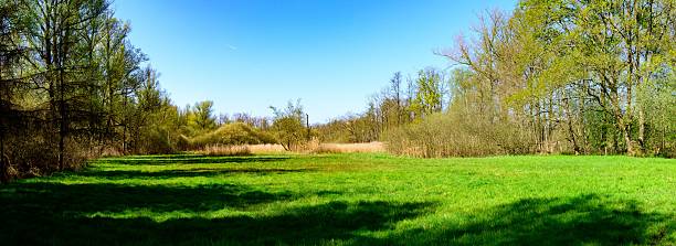 istock Serene meadow with lush trees and blue sky. 2210332738