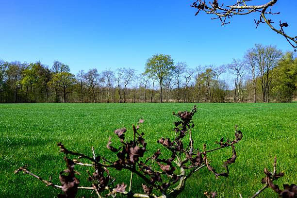 A serene scene of Danish countryside showcasing vibrant green fields against a clear blue sky. The backdrop includes a line of trees blooming with white flowers, offering a calm and natural ambiance.