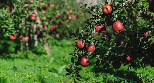 istock Red apples grow on tree in morning sunshine 2210333896