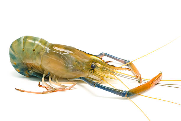 istock Fresh river prawns isolated on white background. Big freshwater prawns. River prawns for cooking. 2210335539