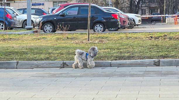istock A dog is walking on a sidewalk next to a car 2210336422