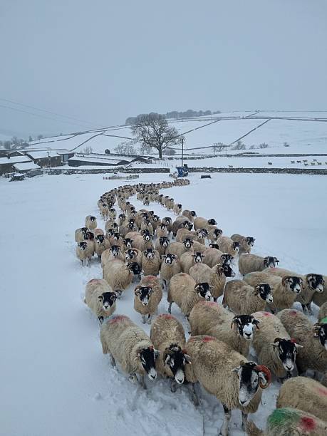istock Swales in the Snow 2210338853