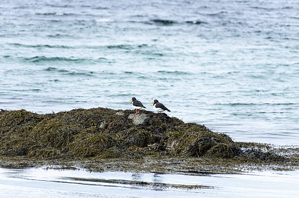 A scenic view of an Oystercatcher on a rocky beach with a majestic blue sea in the background