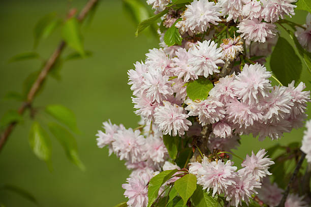 istock Blooming Pink Cherry Blossom Flowers on a Tree Branch in Springtime Sunlight 2210340794