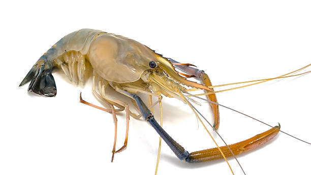 istock Fresh river prawns isolated on white background. Big freshwater prawns. River prawns for cooking. 2210341309