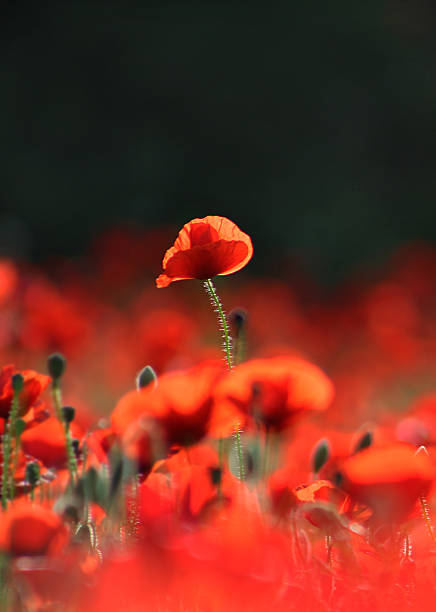 istock Single Red Poppy Standing Out in a Blooming Field 2210342604