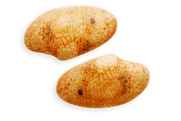 Close up two half seashells orange color, object isolated on white background. Beautiful natural Shell of mollusk with soft shadows, ocean and sea life design, organic shape and macro textural details