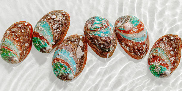 istock Set of abalone seashells floating on clear white water with sun glare and waves. Shells of natural iridescent and rough textures. Minimal style  top view pattern sea ocean life background, copy space 2210342789