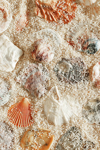 Minimal aesthetic seashells pattern on beige sand, natural sea oceanic and summer textured background, summer relaxation, top view photo with delicate pastel colored shell, rest beach wallpaper