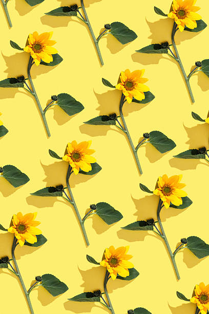 istock Floral linear pattern sunflowers with green leaf at sunlight on yellow background. Nature environment concept, season nature still life, blooming flower casting shadows, minimal trend flat lay 2210342862