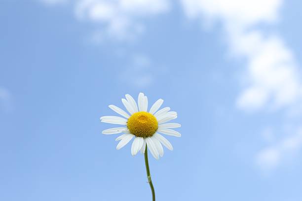 Beautiful white chamomile flower against blue sky, closeup