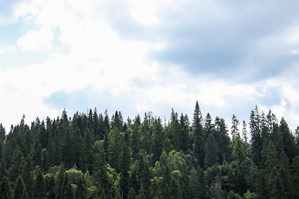 istock Beautiful view of forest in mountains under blue sky 2210343211