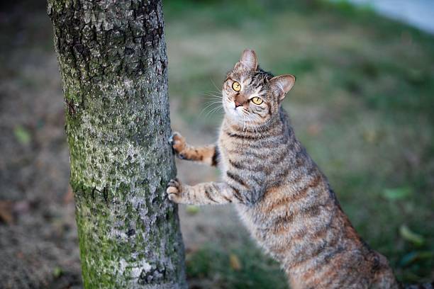 An orange tabby cat is preparing to climb a tree