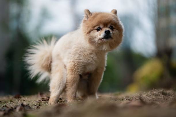 istock A shaved Pomeranian is pooping on the grass 2210343982