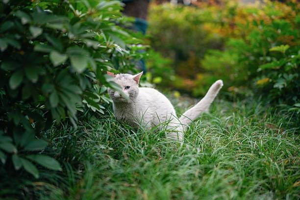 A white cat hiding in the grass to pee