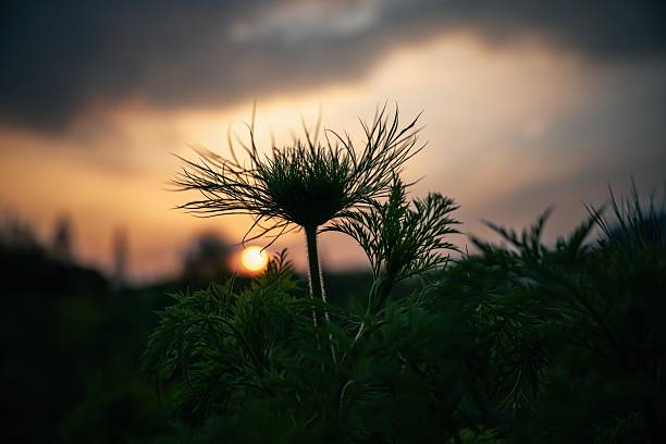 A few carrot leaves under the sunset