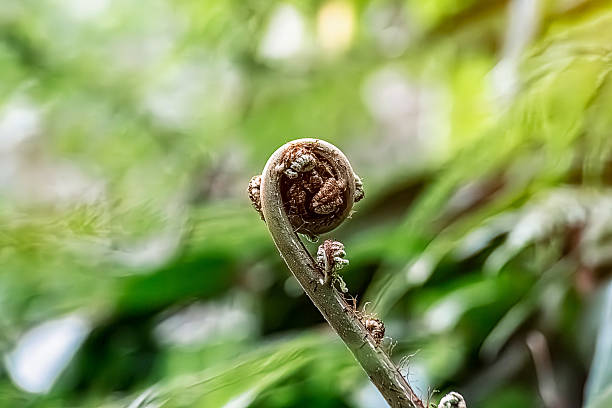 istock Natural carbon sink fight climate change. Sustainability in carbon-neutral ecosystems. Green and sustainable environment. Natural carbon capture solution. 2210344159