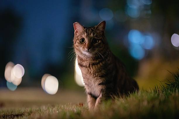 istock At night, a TNR (trap-neuter-return) cat with a clipped ear shows a sorrowful expression 2210344207