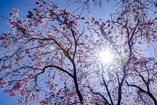Cherry blossoms, Kyoto Prefecture