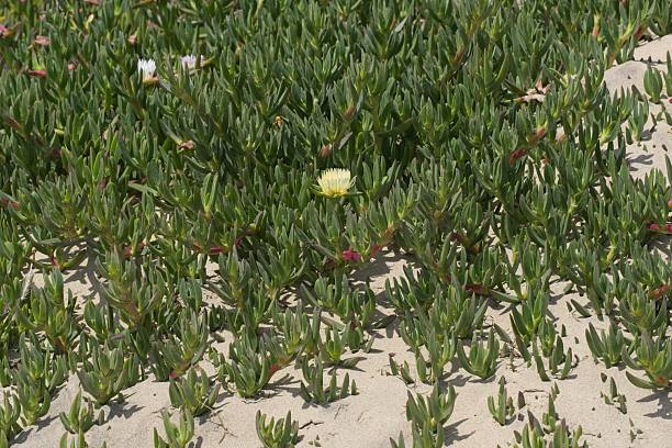 istock Carporotus edulis flower 2210346201
