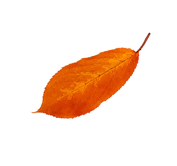 Red leaf plant  isolated on white background