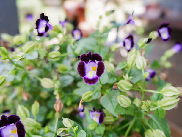 istock Torenia Fournieri 2210346651