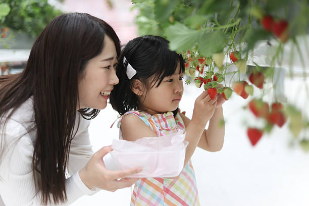 istock Parents and children enjoying strawberry picking 2210348235