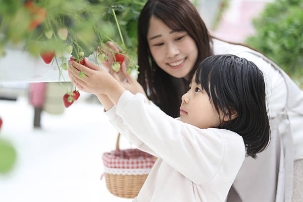 istock Parents and children enjoying strawberry picking 2210348366