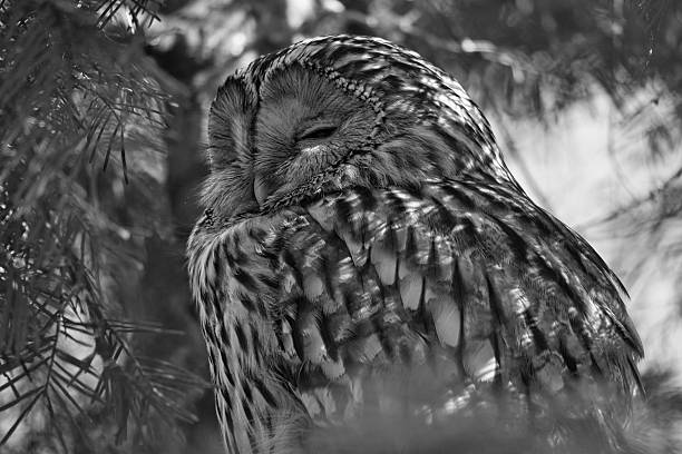istock A majestic sleeping eagle owl on a branch, framed by lively greenery. 2210350932