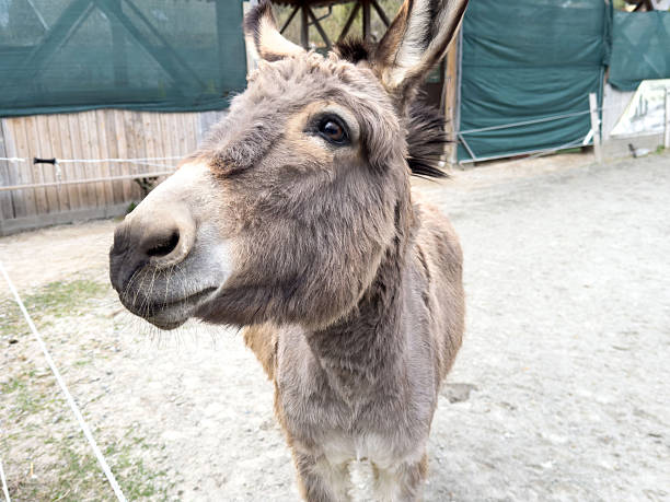 istock Curious gray donkey with large ears in outdoor enclosure looking alertly forward 2210354516