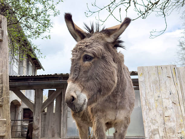 istock Curious donkey standing outdoors near rustic farm buildings 2210355409