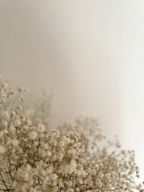 istock Delicate white flowers creating a serene atmosphere in a bright indoor space 2210355451