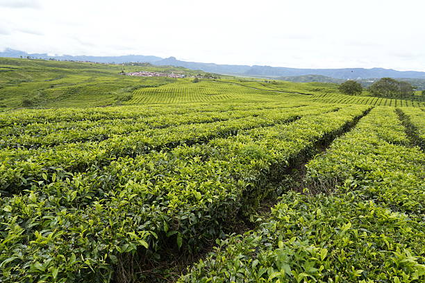 istock Lush green tea plantation, Kerinci 2210355792