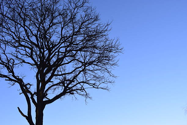 Branches of tree against clear blue sky. Tree in winter, silhouettes against evening sky.