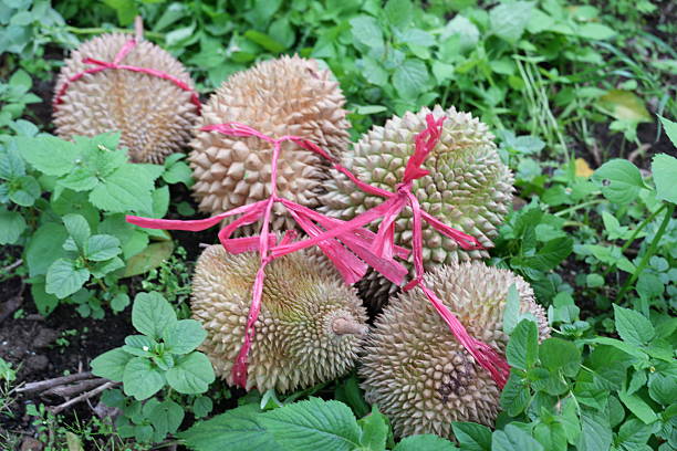 Durian fruit in agriculture farm in Kerinci