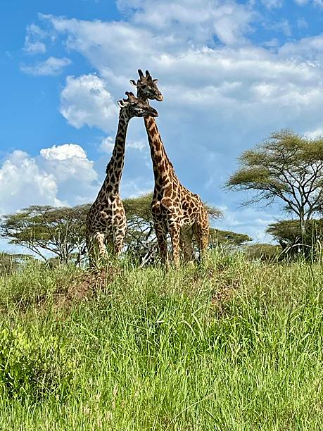 istock Tanzania - Serengeti Park- giraffe 2210358788
