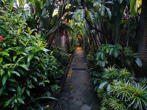 Narrow stone pathway winding through dense tropical foliage. Lush greenery and natural ambiance