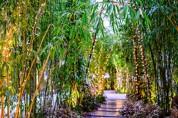 Enchanting bamboo pathway adorned with twinkling lights at twilight creating a magical ambiance in a serene garden setting