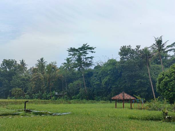 istock Lush green rice paddies and diverse trees under a bright sky 2210359907