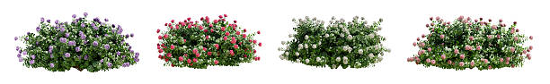 bigleaf hydrange bush in blossom isolated on white background. 3d render. - çalı stok fotoğraflar ve resimler