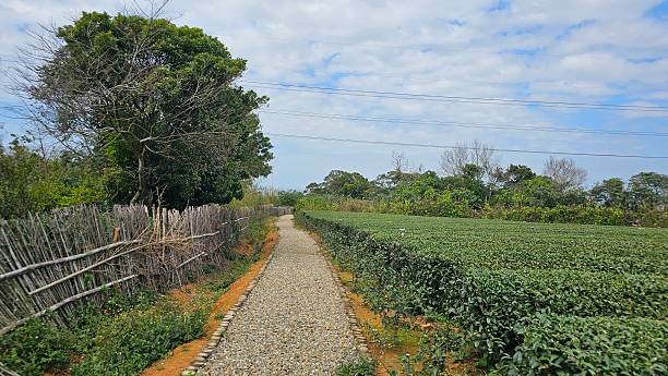 Tea plantation blue sky white clouds tea-scented trail path Hukou Township, Taoyuan County, Taiwan. Farm growing harvesting oolong black tea leaves, geometrically rows natural beauty. Asian Japan Taiwan Vietnam Culture Travel, Scenery, Ecotourism