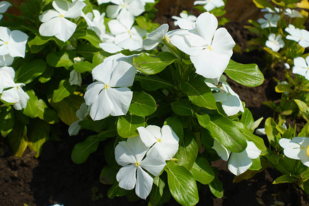istock Flowering white Catharanthus roseus in mid July 2210363348