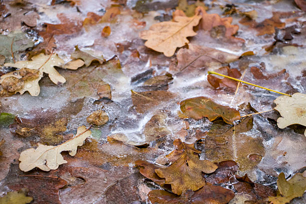 istock Yellow oak leaves covered with ice. 2210363486